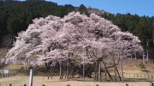 桜を求めて鉄印旅(3) 樽見鉄道と根尾谷の淡墨桜
