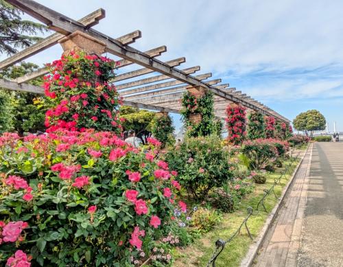 2025年5月初旬、横浜公園、山下公園の開花状況を観賞。