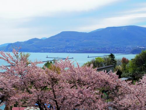 GW最終日　小樽の桜