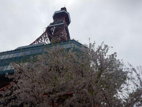 桜サク、北の大都市札幌・旭川散歩（祝２００冊！）