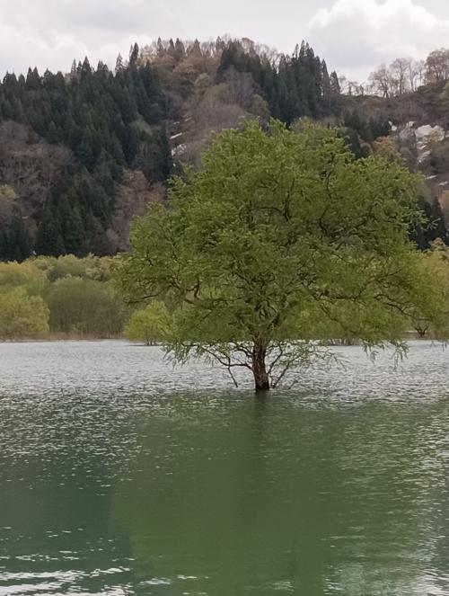米沢の秘湯感たっぷりの秘湯　GWに残雪と少し桜
