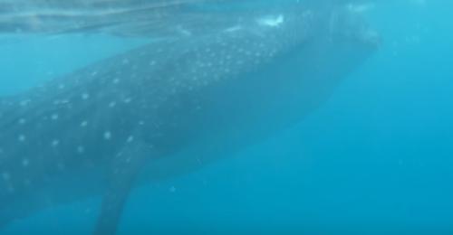 2025年ゴールデンウィーク　セブ島・パングラオ島の旅③