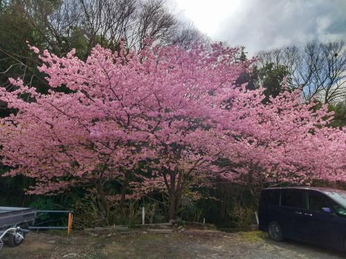 お散歩ついでにお花見しましょ♪&#127800;