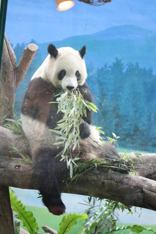 台湾旅行2025 2日目-1 台北市立動物園編