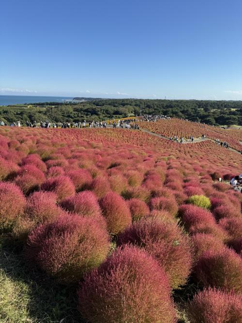 袋田の滝＆ひたち海浜公園のコキアを巡るドライブ旅