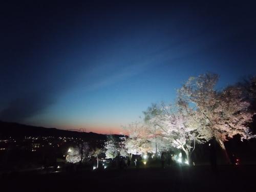 夜桜ライトアップ　旭ヶ丘公園
