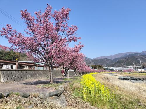 秦野の桜並木を堪能