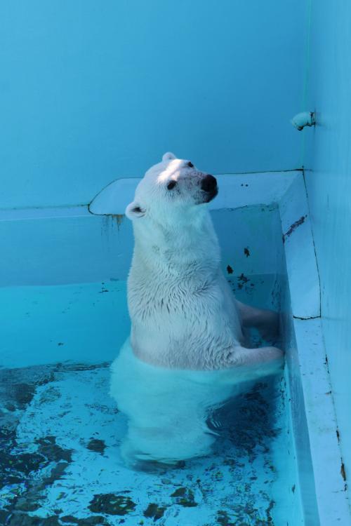 十勝旅③　糠平ダムとおびひろ動物園