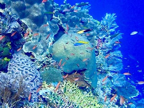【タイさんの東南アジアの旅】ケパ島最終日。セ・パンダポイントでシュノーケリング