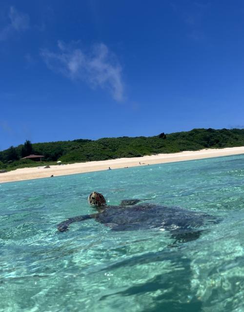 初めての波照間島へアラカン女一人旅③
