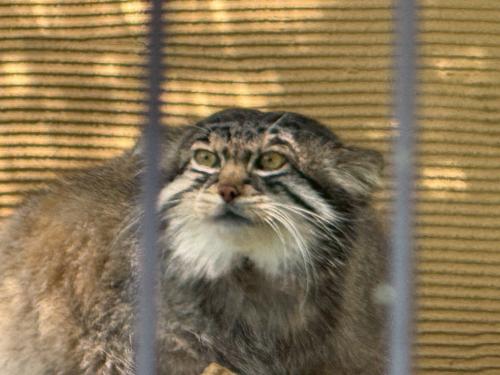 ２０２５年５月北海道初上陸！！　☆☆２日目☆☆　【旭山動物園バスツアー】