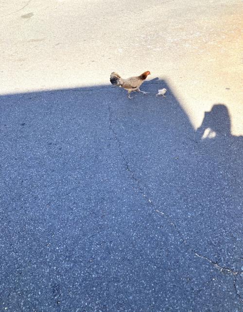 ほぼほぼ初心者のホノルル2日目
