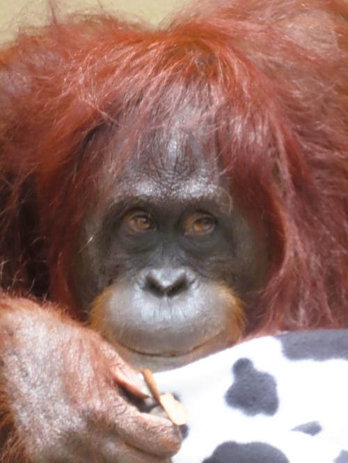 静岡-8　静岡市立日本平動物園a　オランウータン　チンパンジー　☆サル目‐野生環境きびしく