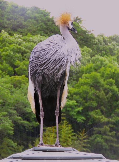 静岡11　静岡市立日本平動物園d　ホウジロカンムリヅル フラミンゴ飛翔　☆Flying大ドーム