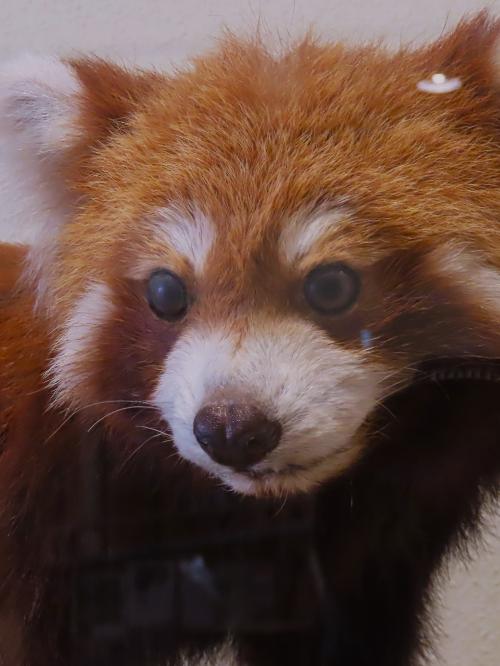 静岡12　静岡市立日本平動物園e　レッサーパンダ　シロフクロウ　☆繁殖管理を行う聖地にも