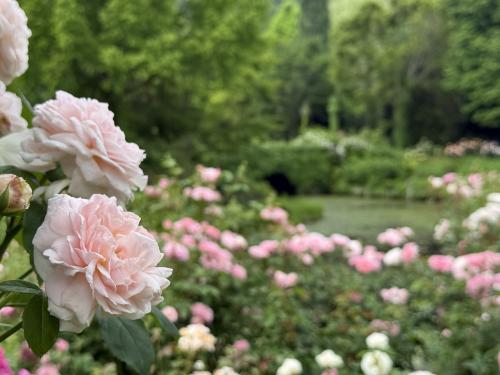 薔薇満開の軽井沢レイクガーデンの旅2025