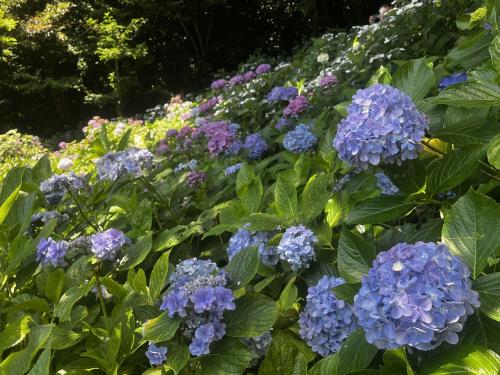 鎌倉・紫陽花めぐり