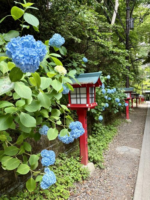 2025.6月　高尾山を歩く