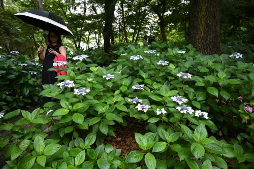 2025　長居植物園のアジサイ散歩