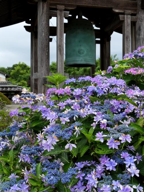 「恩林寺」のアジサイ_2025_綺麗に咲き進んでいました（邑楽町）