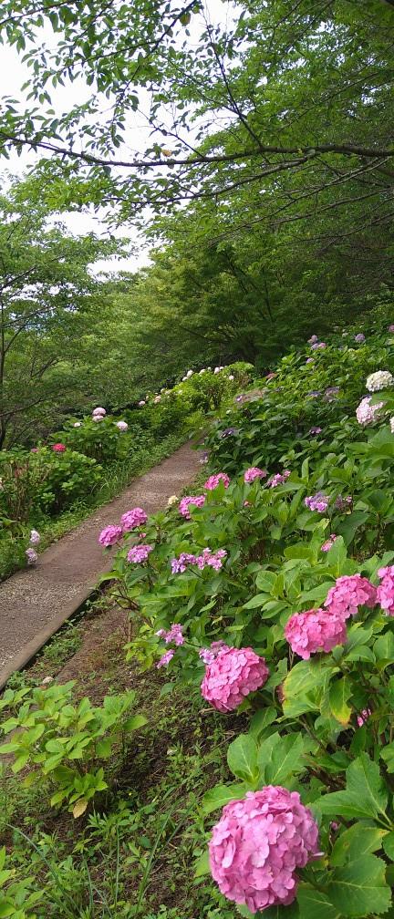 満開のアジサイを愛でに、もととりアジサイ園、金山アジサイ園へGO！