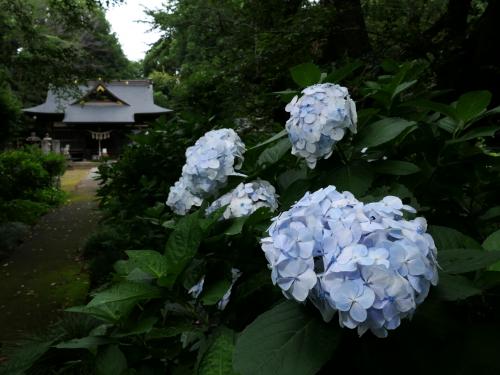 「長柄神社」のアジサイ_2025_最盛期だと思うのですが、花がかなり少な目でした（邑楽町）