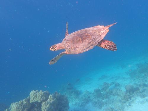 MADIVES 2025 Coco Bodu Hithi ③ 海中  帰るまで