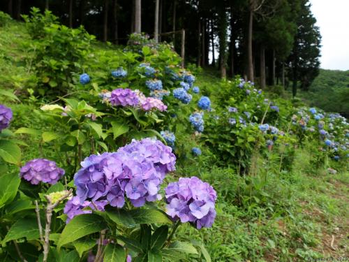「吉祥寺」のアジサイ_2025_多くの花が枯れ進み、見頃は過ぎていました（足利市）