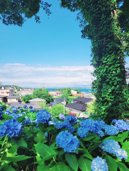秋田男鹿日帰り旅～☆雲昌寺・一面に広がる紫陽花　青の絶景に感動☆～