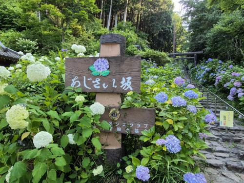 栃木のあじさい（太平山あじさい坂など）