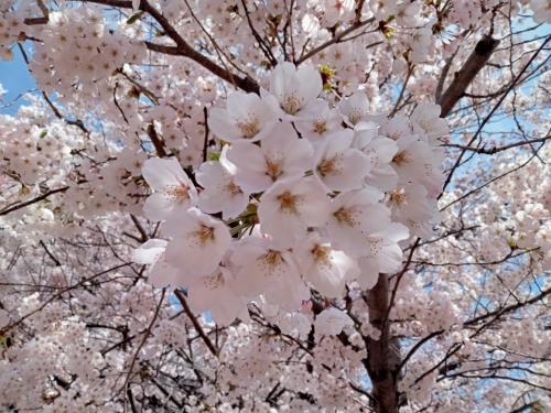 札幌　ぶらり桜を愛でる旅。