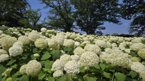 2025年6月30日～高幡不動尊と府中郷土の森博物館で紫陽花を楽しんで来ました　ホテル日航立川東京泊