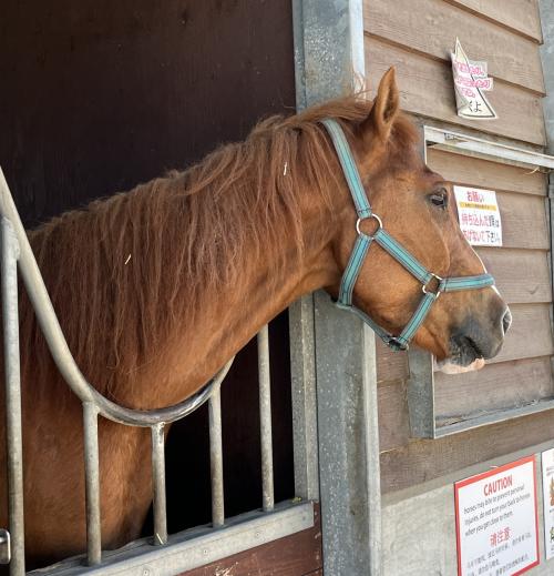 ⑥マダムの十勝帯広滞在の旅　２日目の2　ばんえい競馬・とかちむら・ふれあい動物園