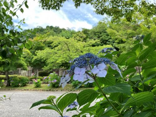 紫陽花2025--7. 埼玉西部、東上線・西武池袋線沿線の紫陽花