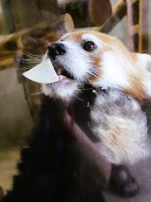 猛暑でも半日でも遠征合間に埼玉こども動物自然公園（後）やったねココロくんのガラスリンゴ！～なかよしコーナー見納め＆コツメカワウソ・トルネード