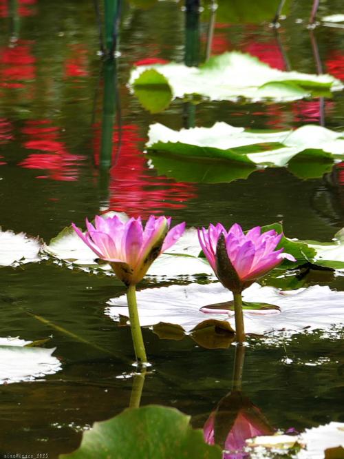 「あしかがフラワパーク」の夏の花_2025_熱帯性スイレンが咲き始め、花手水もありました（足利市）
