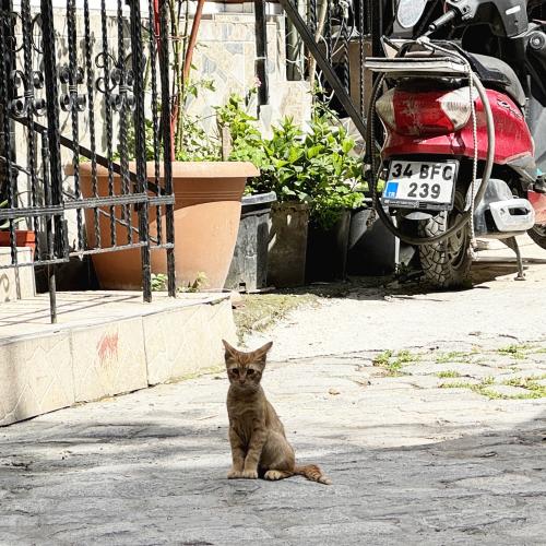 ローマ帝国ここで終わりました。コンスタンティノープルを守った千年の砦　と　もちろん　猫！