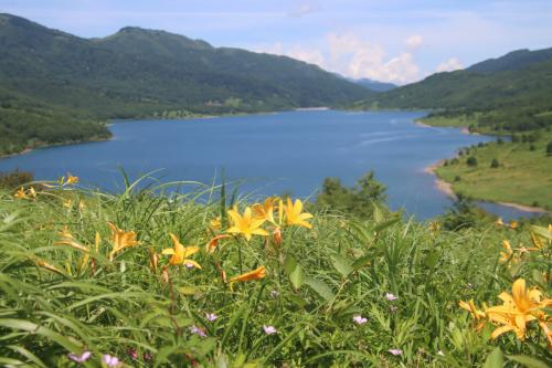 野反湖のニッコウキスゲと八間山登山！
