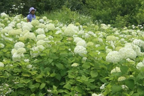 草津温泉と中之条「花楽の里・旧太子駅」散策！