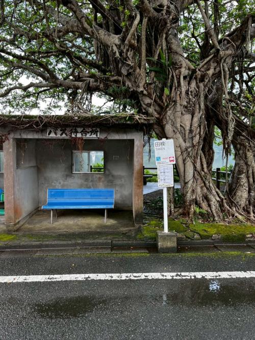 三たび奄美大島