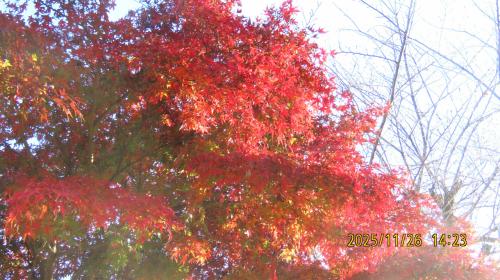 西鶴ケ岡公園の紅葉その後