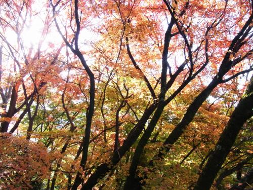山崎聖天さん　紅葉とイチョウ