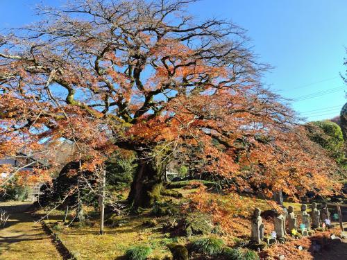冬桜と紅葉温泉ドライブ