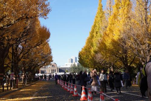 外苑いちょう並木を見て来ました 2025.11.26