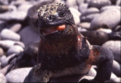 ガラパゴスクルーズ