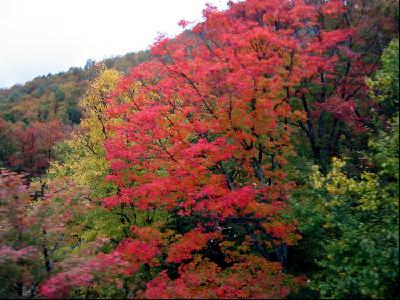 ローレンシャン高原の紅葉