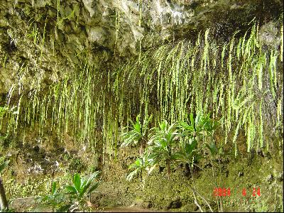 ハワイ４島めぐり