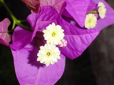 の～んびり　イル・デ・パン＆ヌメア?