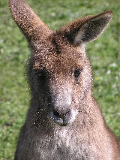 フィリップアイランド動物園