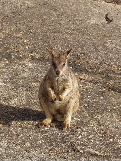 2003年夏　ケアンズ旅行